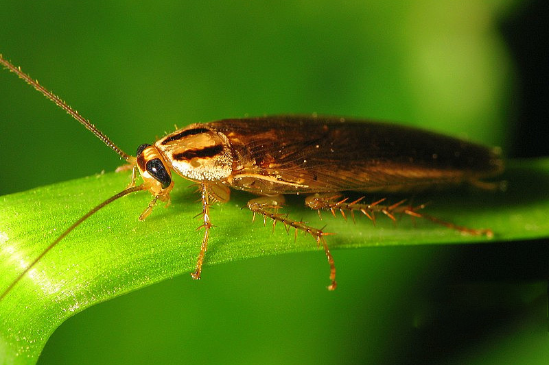 专业灭蟑螂服务